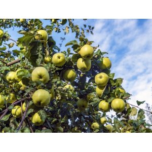 Jabloň domáca (Malus domestica) ´ANTONOVKA´ - zimná, výška 110-130 cm, voľnokorenná